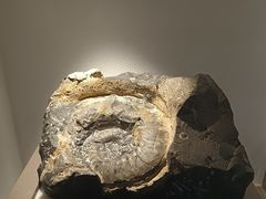 -中国地质博物馆