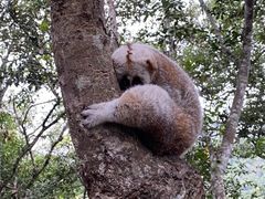 -西双版纳原始森林公园