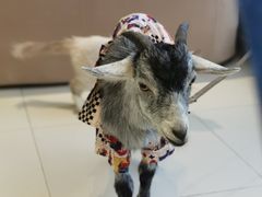 -怪兽屋·羊驼·猫咖·狗咖(俊华广场店)