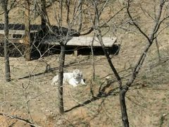 -石家庄市动物园