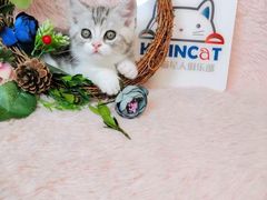 -十年猫舍·猫咪专门店(普陀店)