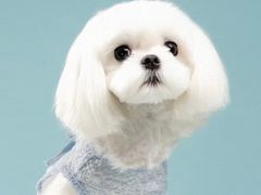 -萌宠之家·腊肠犬·马尔泰·小体犬舍