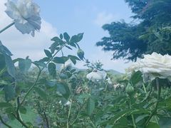 -亚龙湾国际玫瑰谷