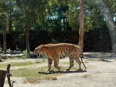 -上海野生动物园老虎餐厅