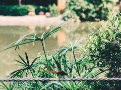 -云溪植物园