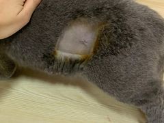 -乐派堂宠物医院·猫友好· 心脏科(东街店)