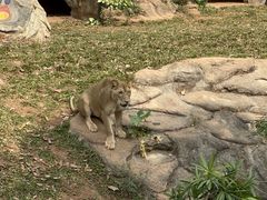 -海南热带野生动植物园