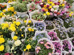 -双季花艺园艺市场(浦东店)