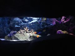 -暹罗海洋世界