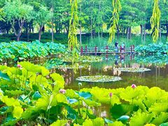 -陈家山荷花公园