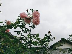 -三圣花乡旅游区