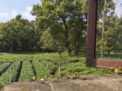 -野蔓果·山野菜(西湖景区·龙井茶田店)