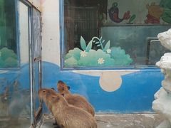 -大连森林动物园