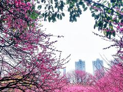 -重庆彩云湖湿地公园