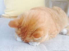 -Sirena海妖日咖夜酒