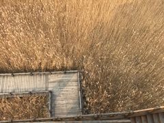 -野鸭湖国家湿地公园