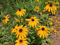 -大兴滨河森林公园