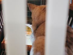 -艾贝尔宠物医院·24H转诊中心·肿瘤猫专科(江宁双龙店)