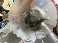 -纳吉亚猫专科动物医院·北北分院