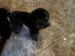 -天宠宠物医院24小时·急重症诊疗中心·全科·腔镜特色(和平分院)