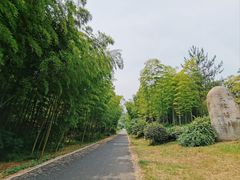 -宜兴龙背山森林公园