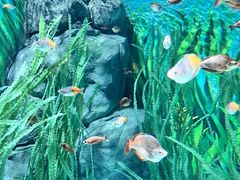 -上海海洋水族馆