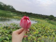 -东平国家森林公园