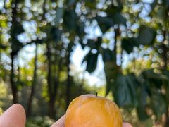 -中海·庐山西海君澜度假酒店·味屿全日制餐厅