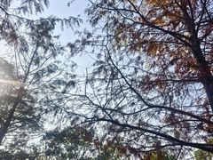-中山市树木园