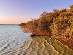 -宝安西湾红树林湿地公园