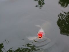 -上海虹桥宾馆味翠餐厅