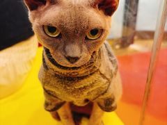 -和它·交个朋友·狗咖猫咖(爱琴海店)