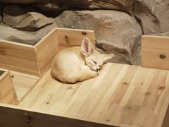 -绿色星球动物主题公园