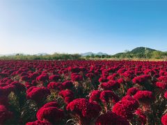 -北京东方普罗旺斯薰衣草庄园