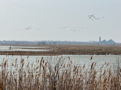 -盐城丹顶鹤湿地生态旅游区