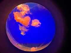 -江和美海洋公园