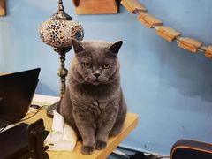 -猫咪咖啡·猫咖(万达广场店)
