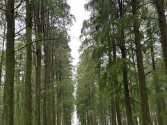-渌洋湖湿地公园