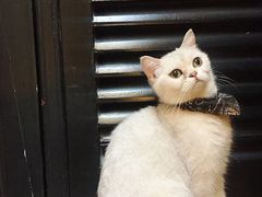 -猫色咖啡·猫咖