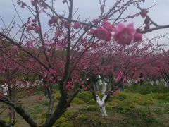 android_upload_pic-上海海湾国家森林公园