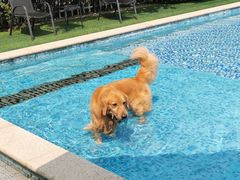 -汪说喵讲宠物乐园宠物酒店(红星美凯龙店)