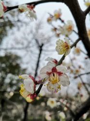 -西施无菌半永久纹绣眉眼影唇轻增发纹发际线