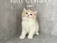 -小猫来了·猫舍(红山六九七九店)
