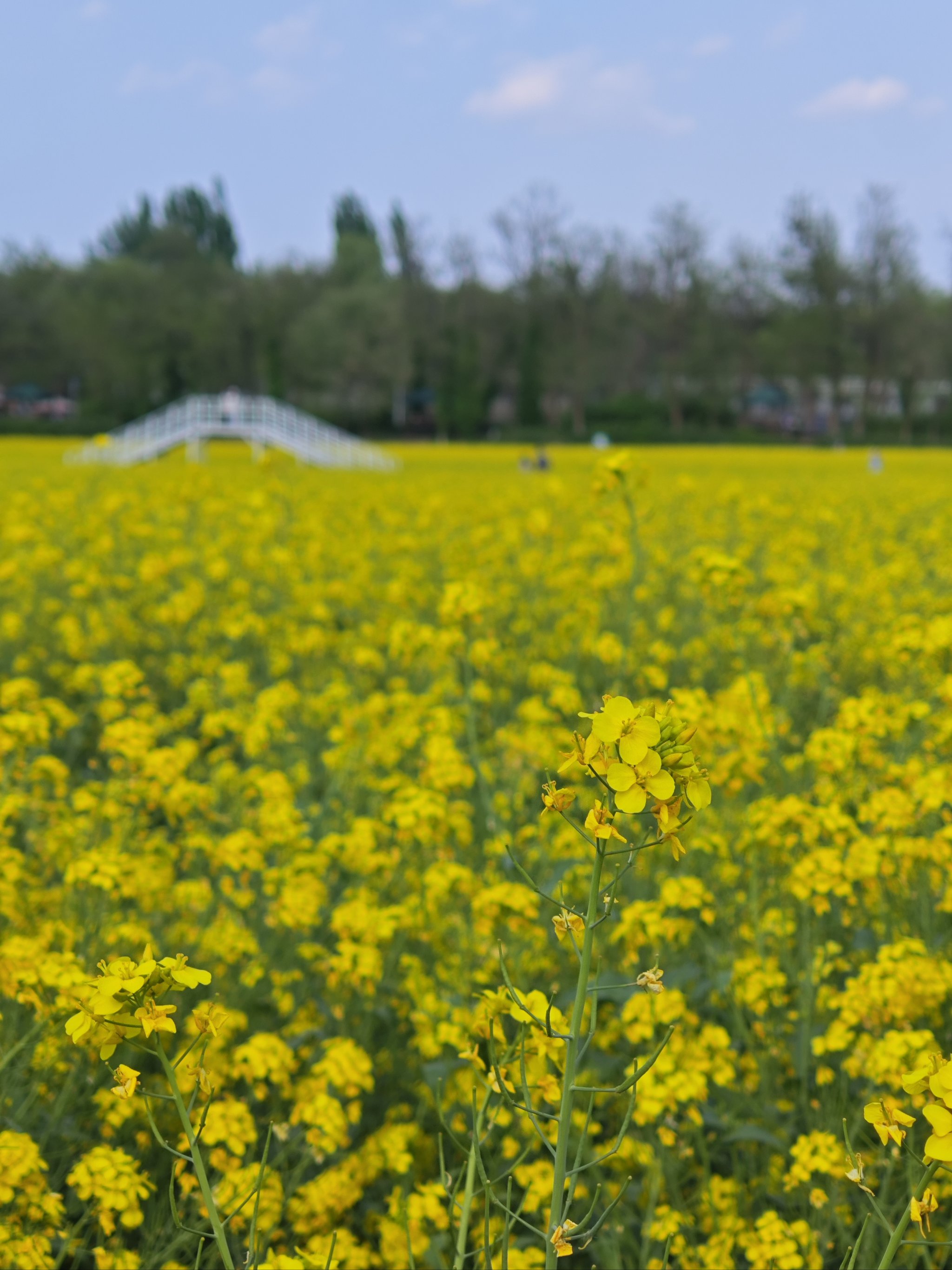 北京房山怪村油菜花图片