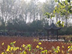 -合肥滨湖国家森林公园