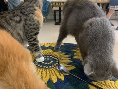 -平行世界·猫咖(首经贸店)