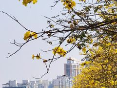 -洲头咀公园