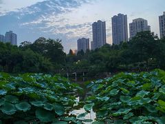 -龙头寺公园