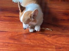 -宠颐生宠物医院·犬猫全科·皮肤科(商业街店)