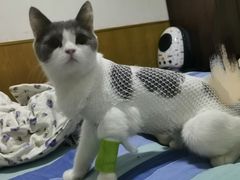 -美联众合动物医院·伴可分院·内科中心医院
